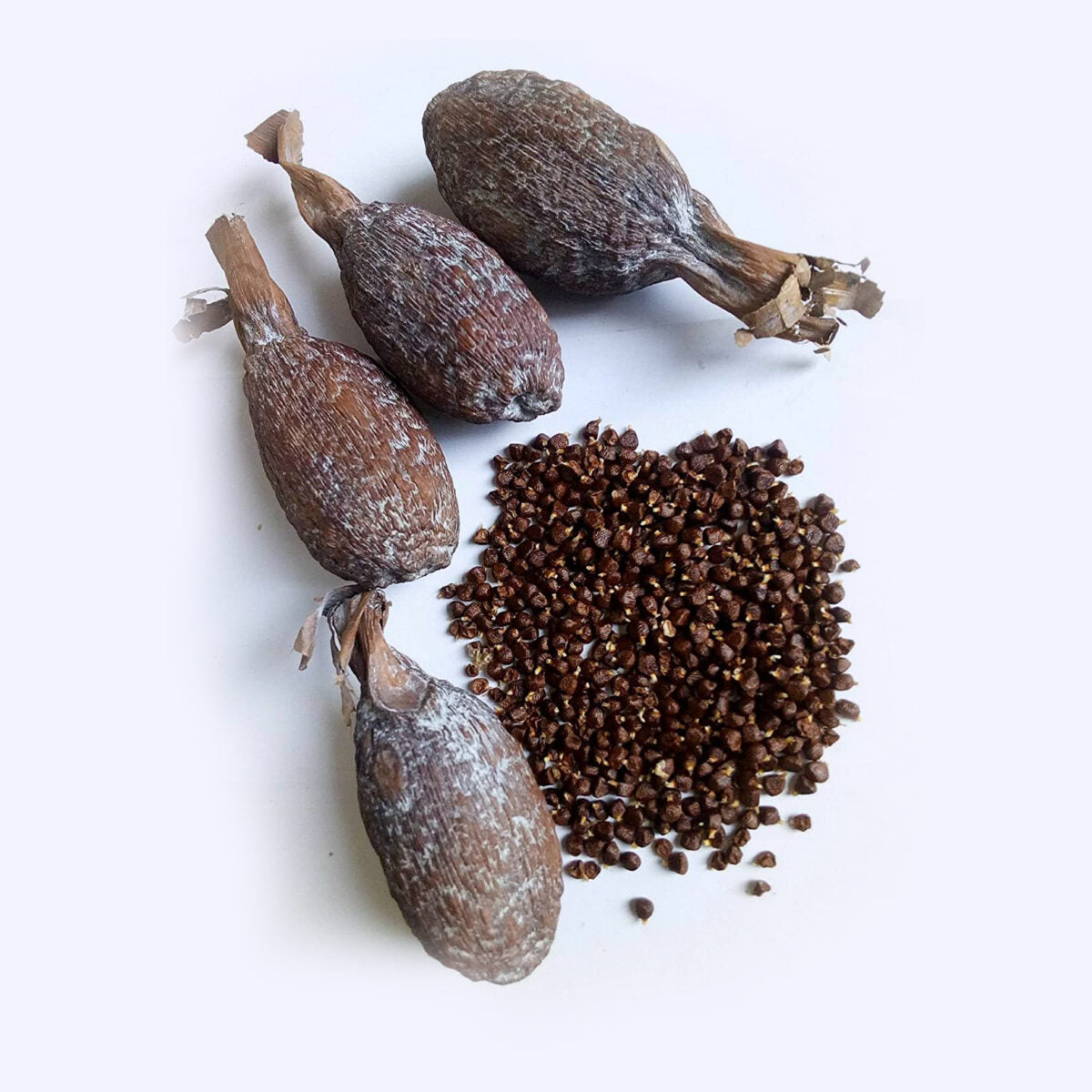 Alligator Pepper (Ataare) 1pc