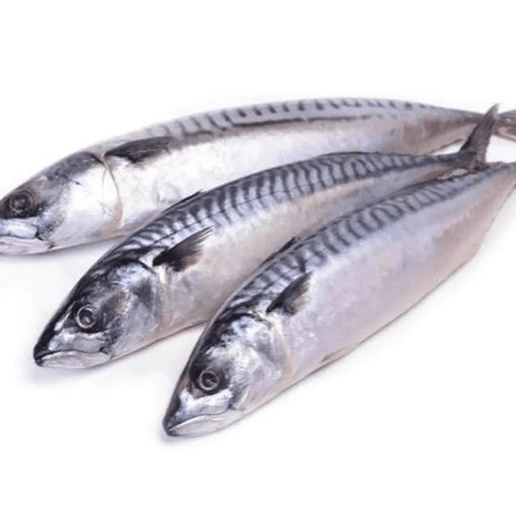 Original Frozen Titus Fish (Mackerel) on a white background